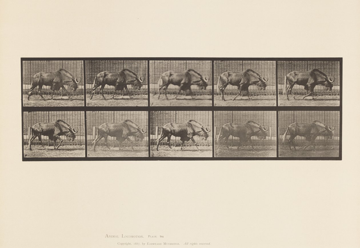 Plaka 701. Gnu; Yürüme by Eadweard Muybridge