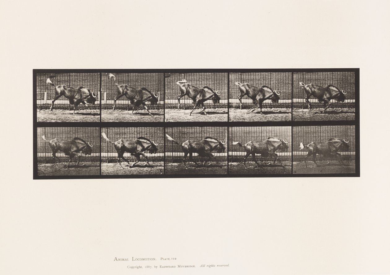 Plaka 702. Gnu; Bucking ve Dörtnala by Eadweard Muybridge