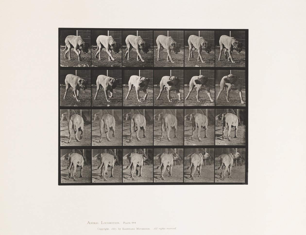 Levha 703. Köpek; Yürüme; Kesintili Mastiff-Dread by Eadweard Muybridge