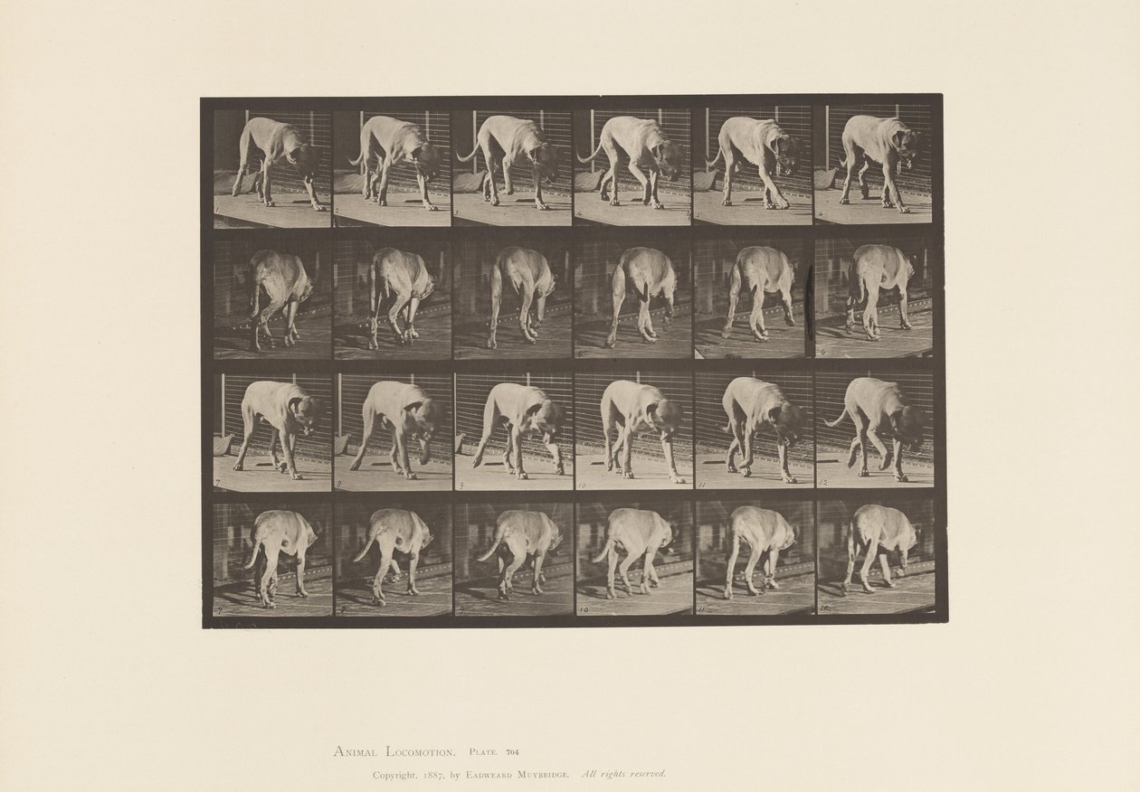 Plaka 704. Köpek; Yürüme; mastiff by Eadweard Muybridge