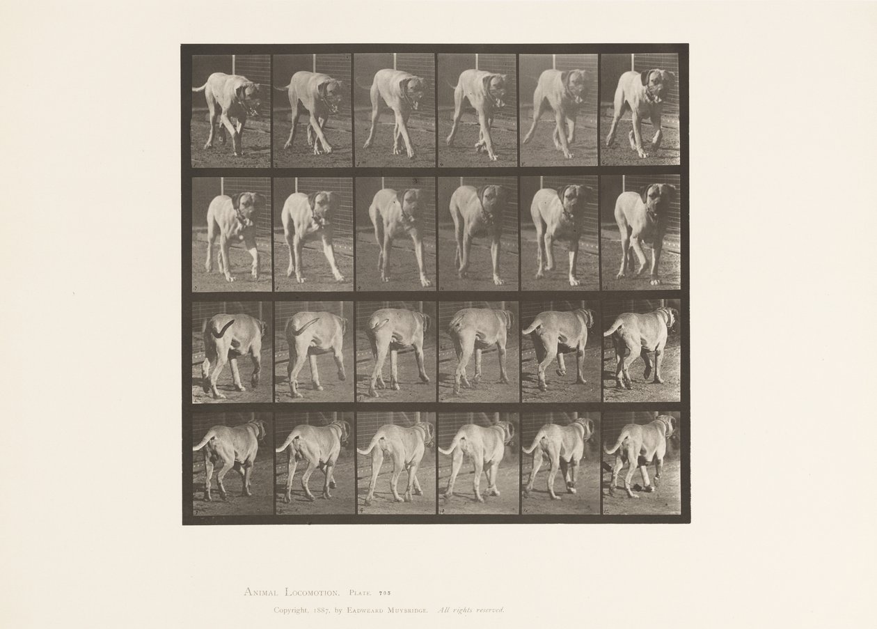Plaka 705. Köpek; paça; mastiff by Eadweard Muybridge