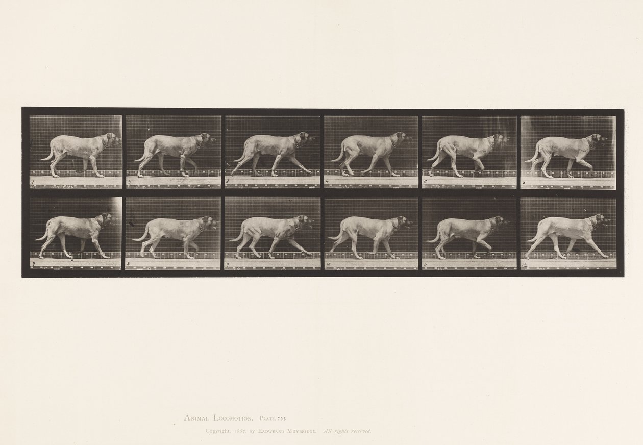 Plaka 706. Köpek; paça; mastiff by Eadweard Muybridge