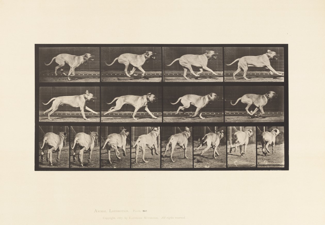 Plaka 707. Köpek; dörtnala; mastiff by Eadweard Muybridge