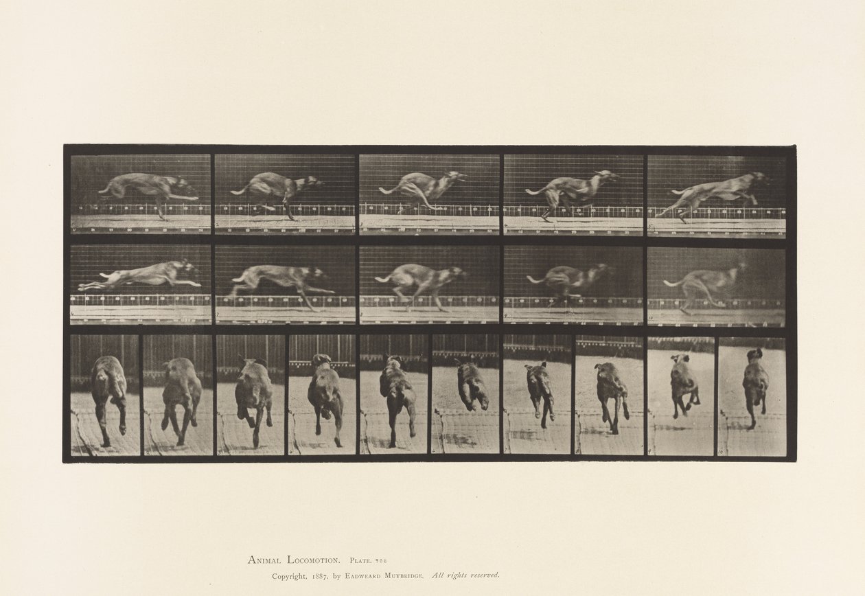Plaka 708. Köpek; dörtnala; kahverengi yarış tazı by Eadweard Muybridge