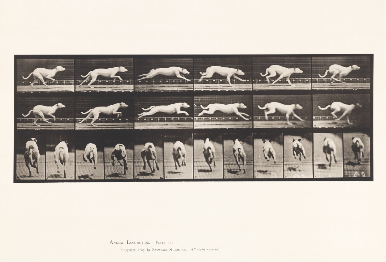 Plaka 709. Köpek; dörtnala; Beyaz Yarış Hound Maggie by Eadweard Muybridge