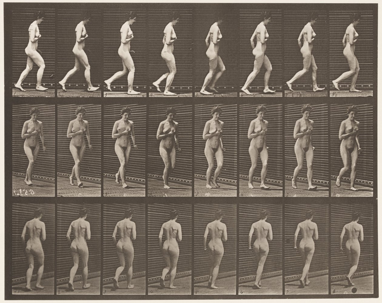 Plaka 70. Koşu., 1872-1885 by Eadweard Muybridge