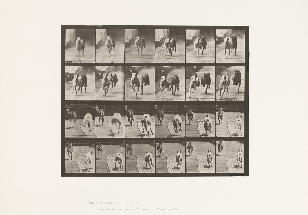 Plaka 711. Köpekler; İki Yarış; A, B; Yarış Tazıları, Ike ve Maggie by Eadweard Muybridge