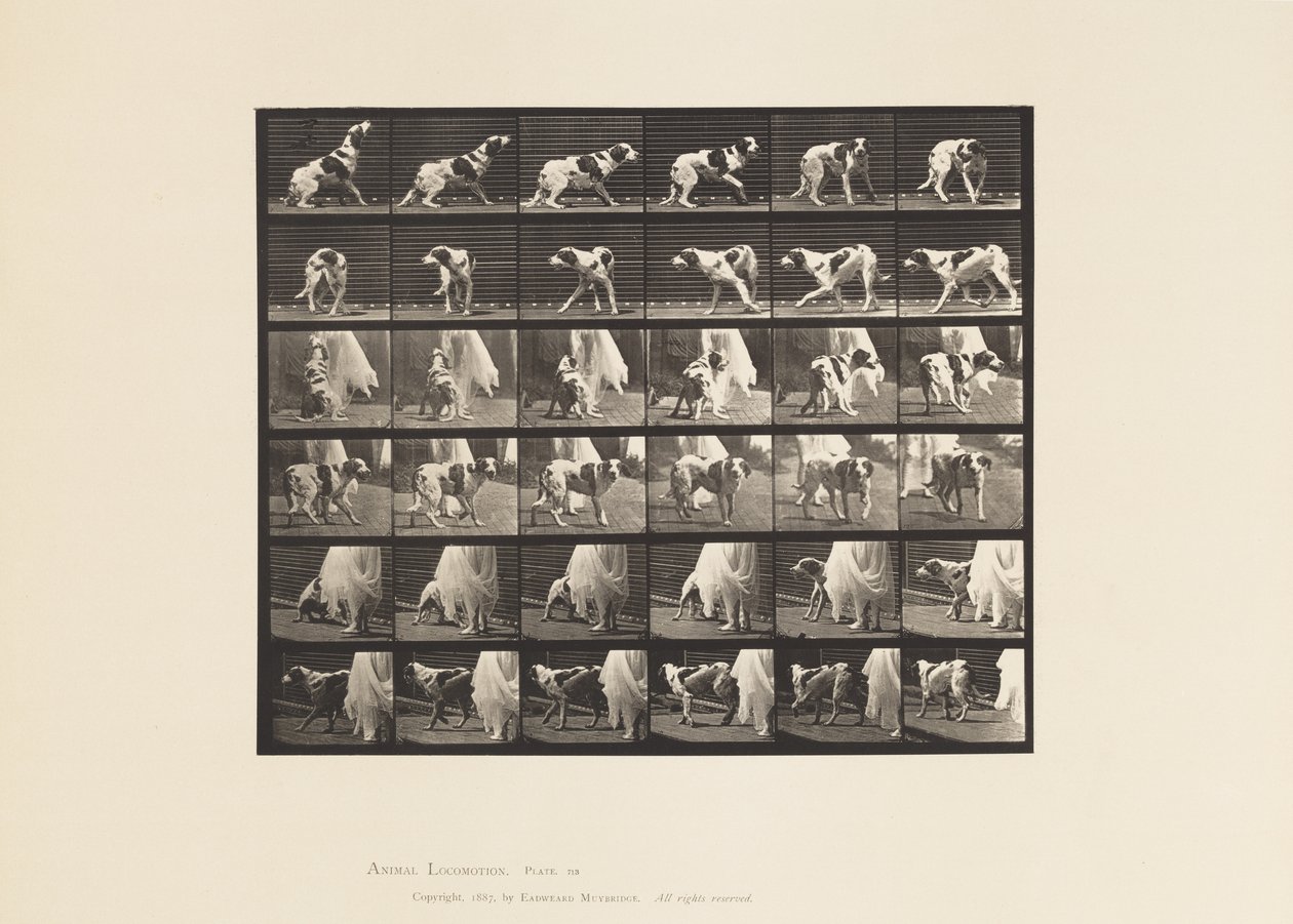 Plaka 713. Köpek; Etrafında Dönmek, vb; pasör Kate by Eadweard Muybridge