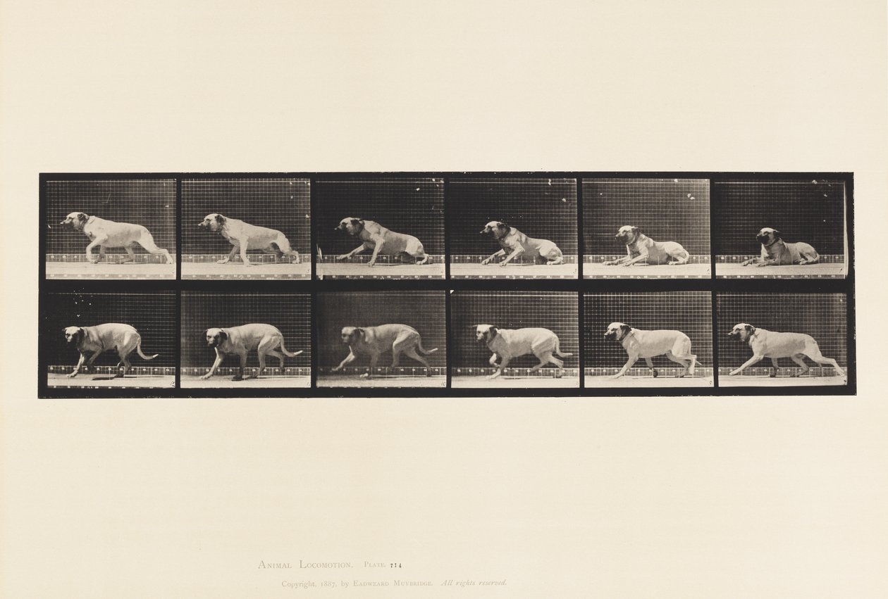 Plaka 714. Köpek; Bir Torpido tarafından uyandırıldı; Mastiff-Smith by Eadweard Muybridge