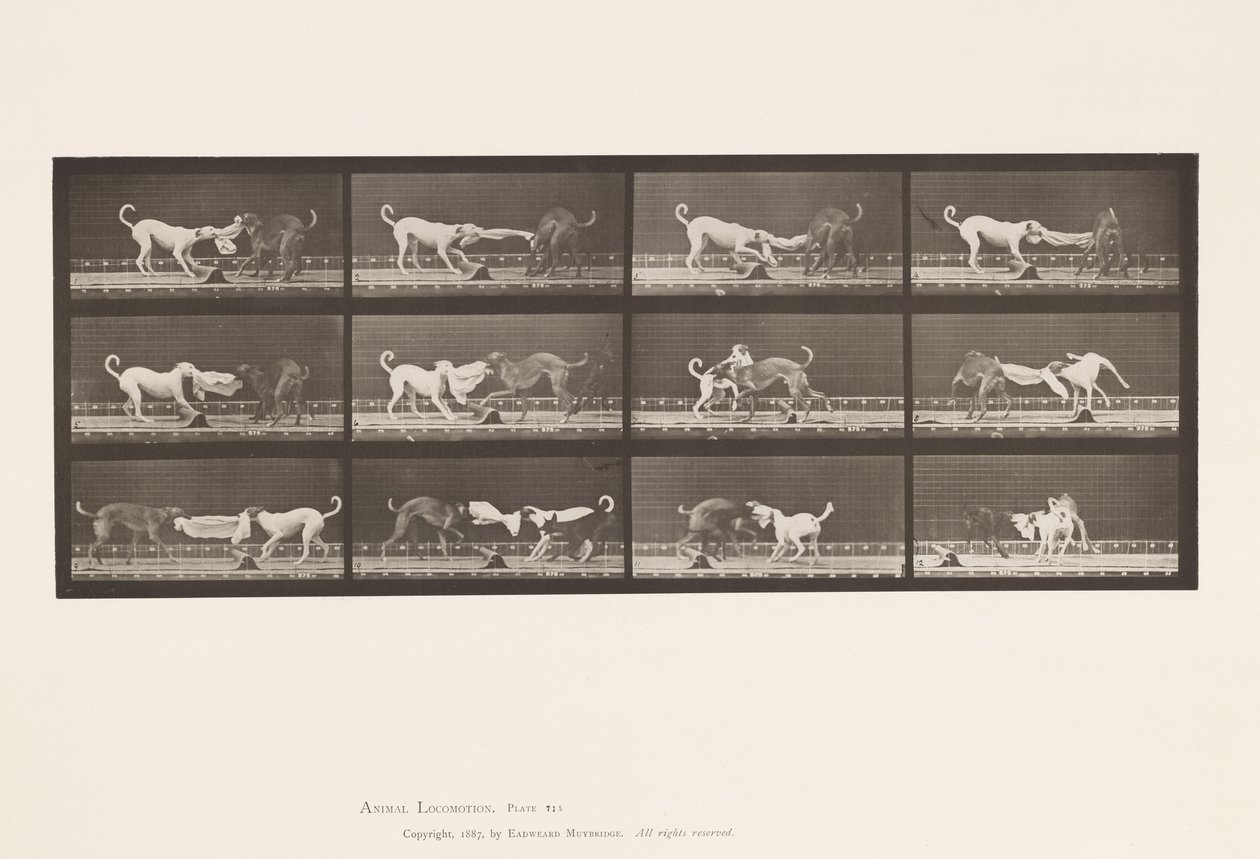 Plaka 715. Köpekler; Üç, Bir Havluyu Çekmek, Ike, Maggie, vb. by Eadweard Muybridge