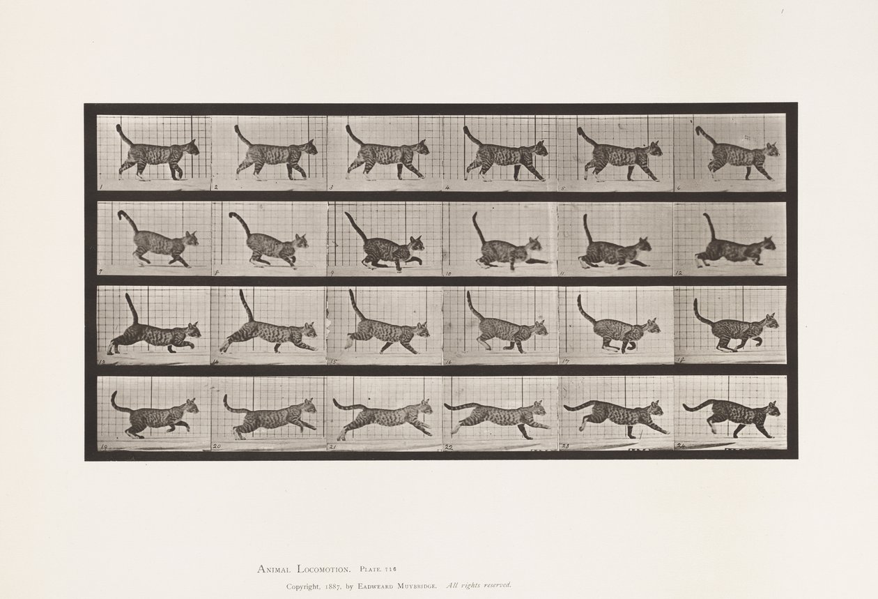 Plaka 716. Kedi; Yürüyüş, Dörtnala Değiştir by Eadweard Muybridge