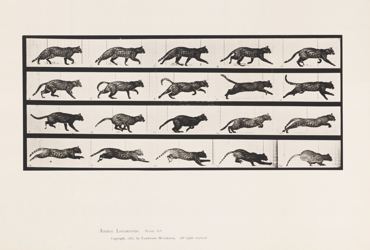Plaka 717. Kedi; paça; Dörtnala Değiştir by Eadweard Muybridge
