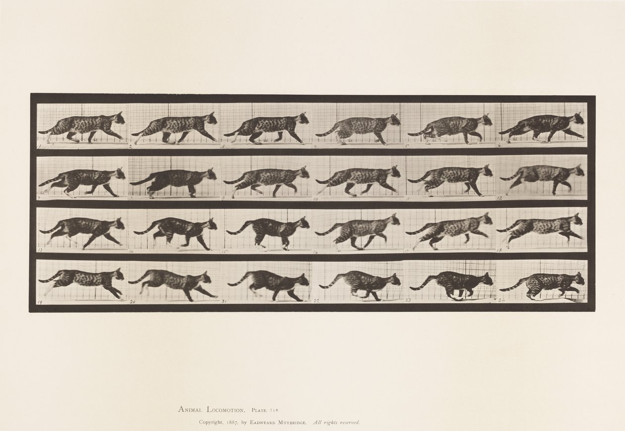 Plaka 718. Kedi; paça; Dörtnala Değiştir by Eadweard Muybridge