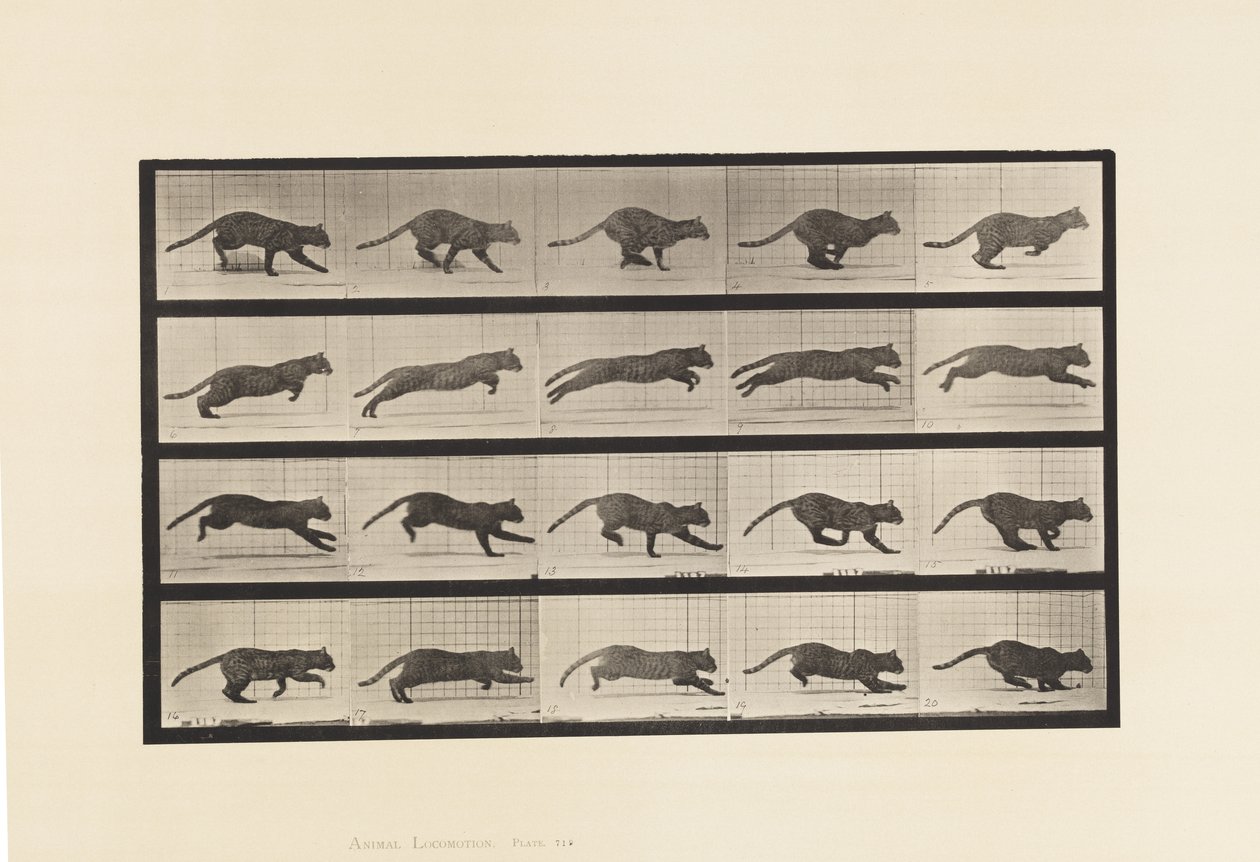 Plaka 719. Kedi; dörtnala by Eadweard Muybridge
