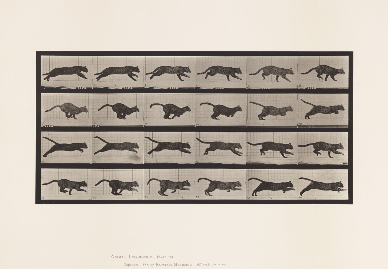 Plaka 720. Kedi; dörtnala by Eadweard Muybridge