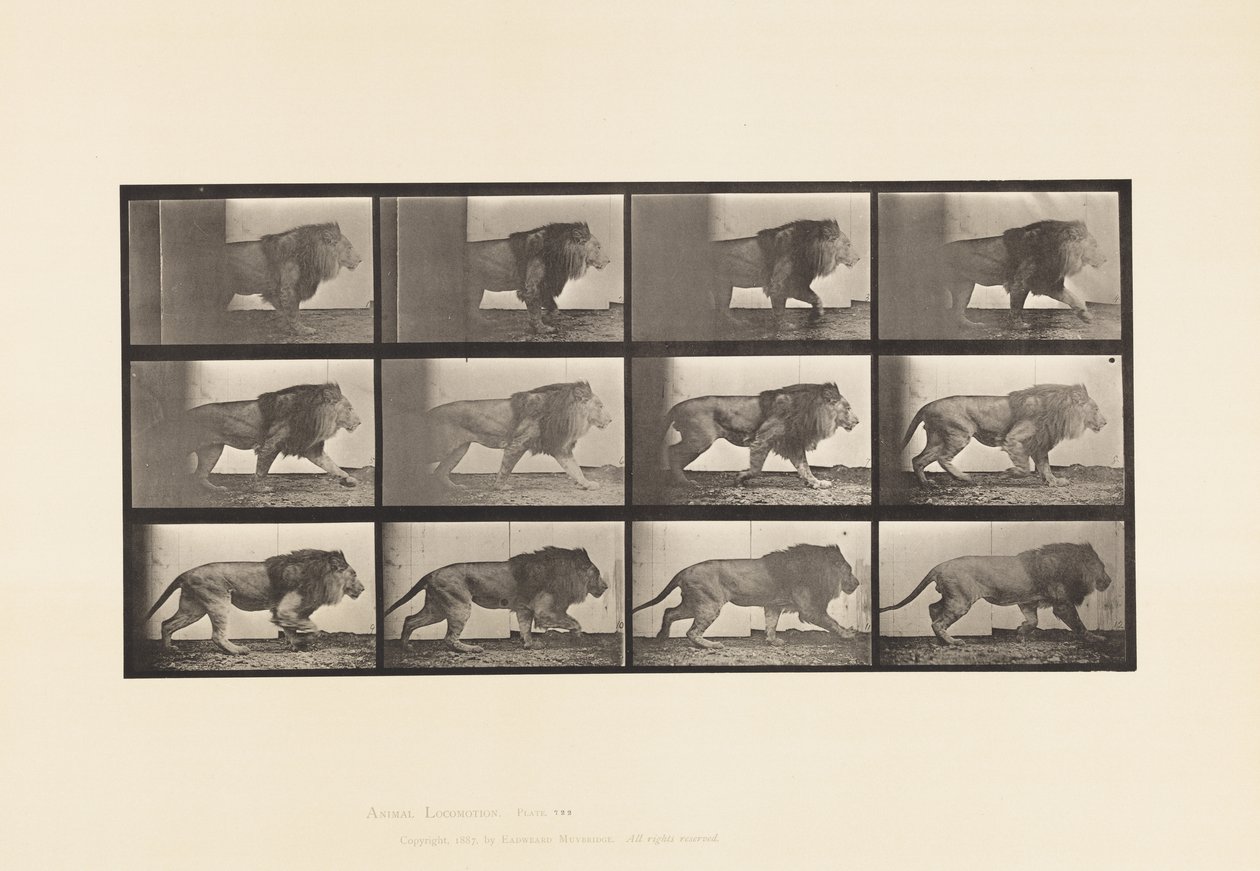 Plaka 722. Aslan; Yürüme by Eadweard Muybridge