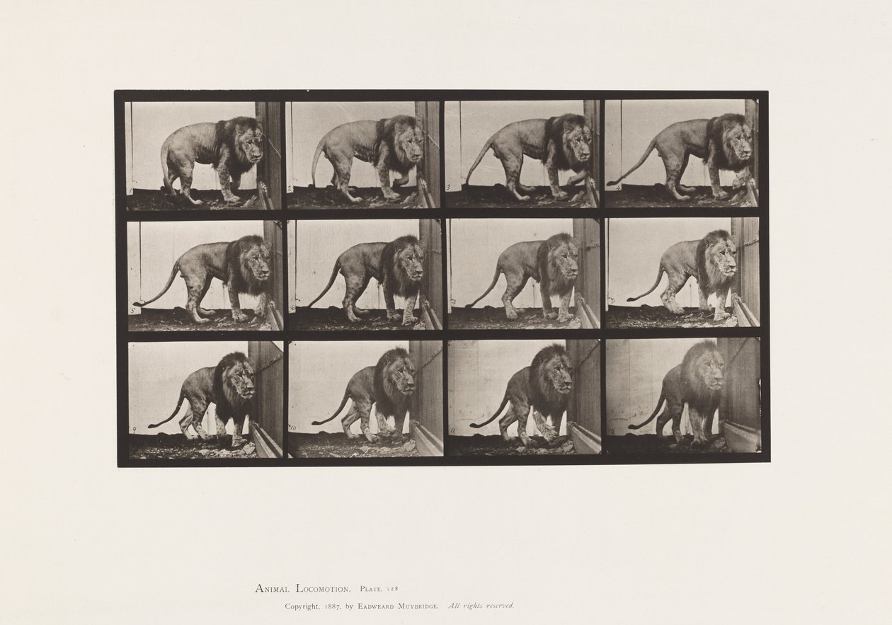 Plaka 723. Aslan; Yürümek, Dönmek by Eadweard Muybridge