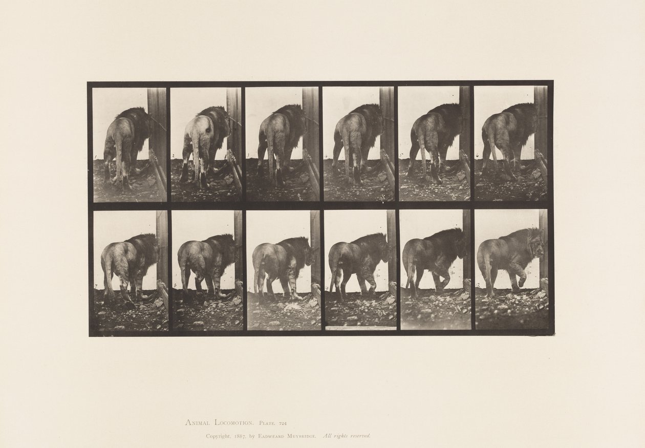 Plaka 724. Aslan; Yürümek, Dönmek by Eadweard Muybridge