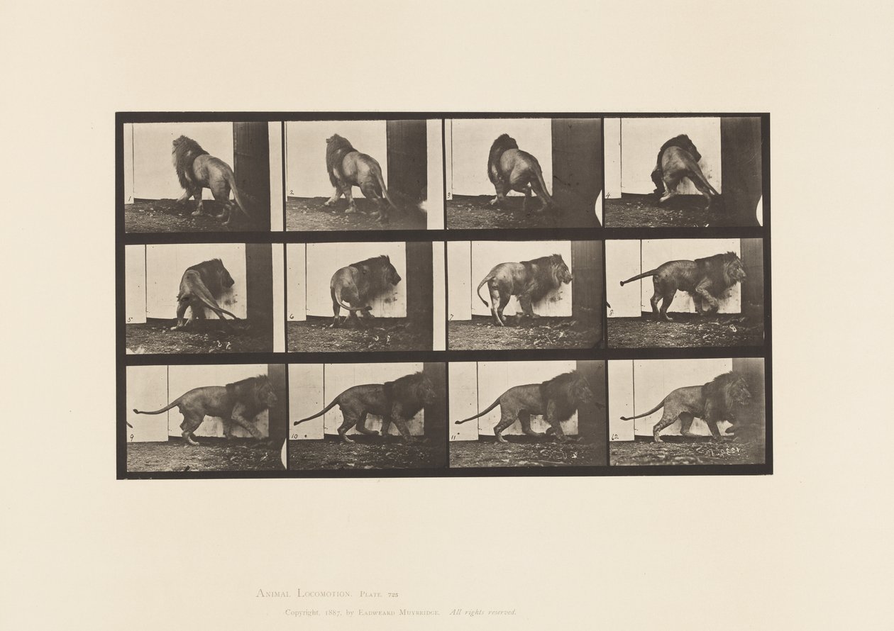 Plaka 725. Aslan; Yürümek, Dönmek by Eadweard Muybridge