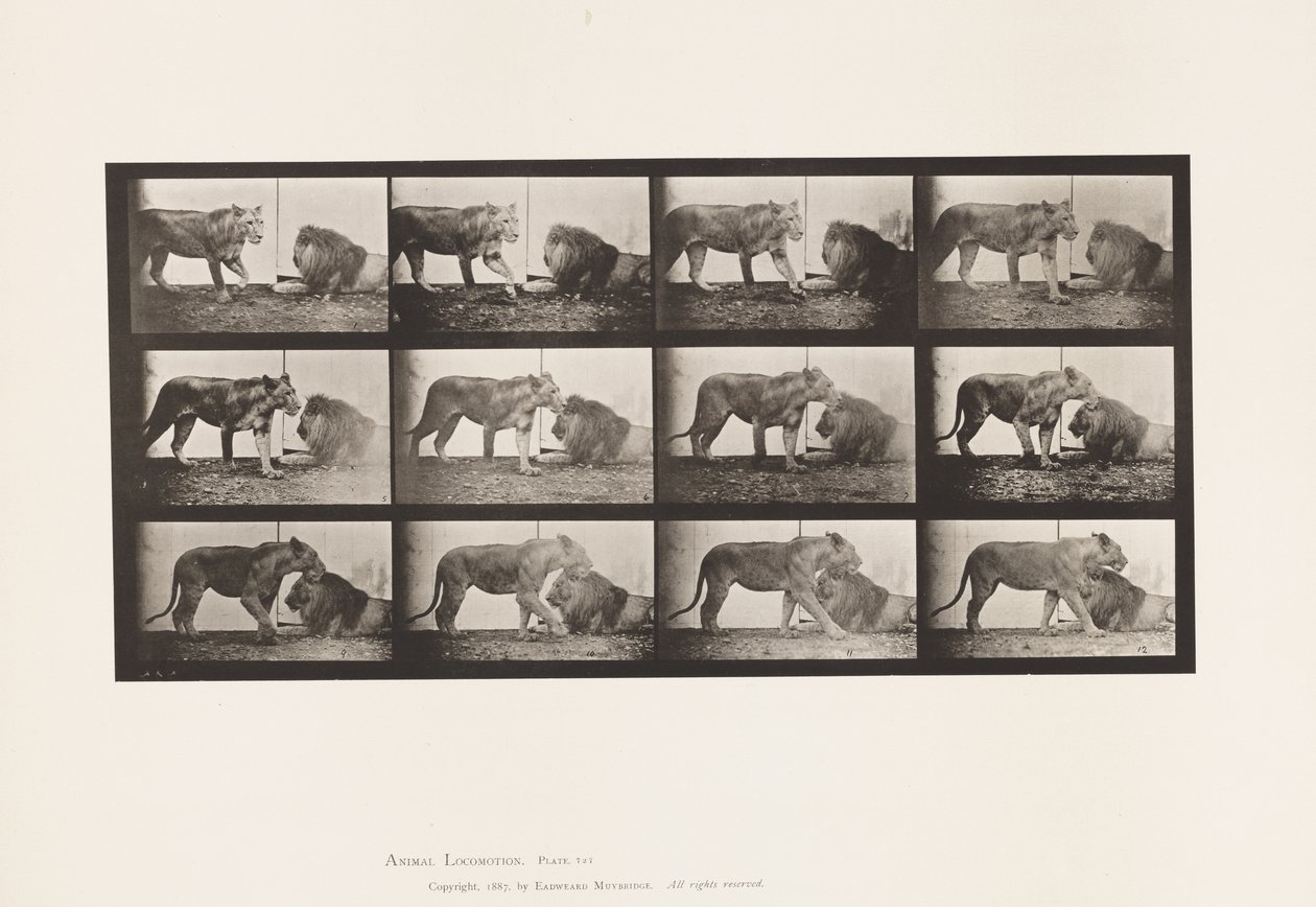 Plaka 727. Dişi aslan; Yürüme; Aslan; Uzanmak by Eadweard Muybridge