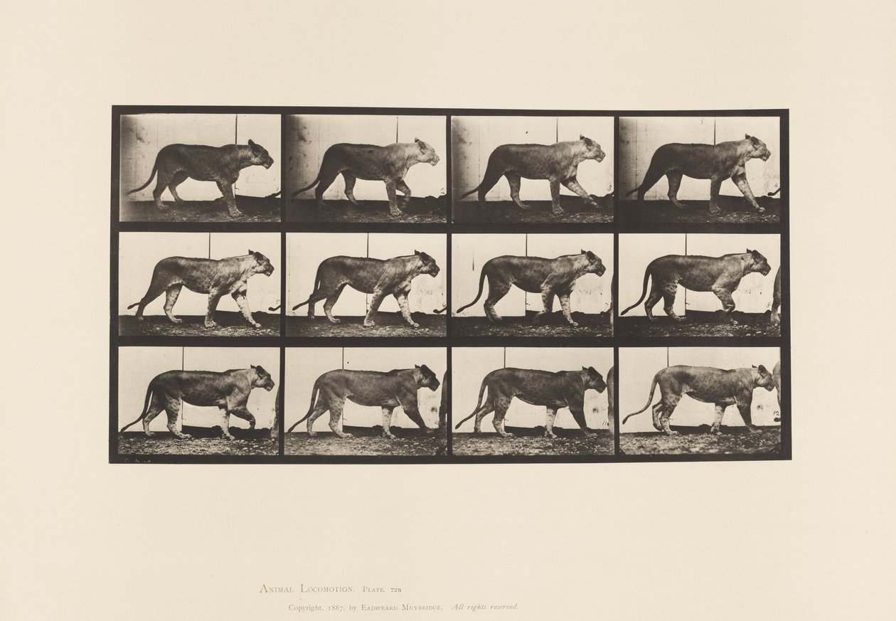 Plaka 728. Dişi aslan; Yürüme; Aslan; Uzanmak by Eadweard Muybridge