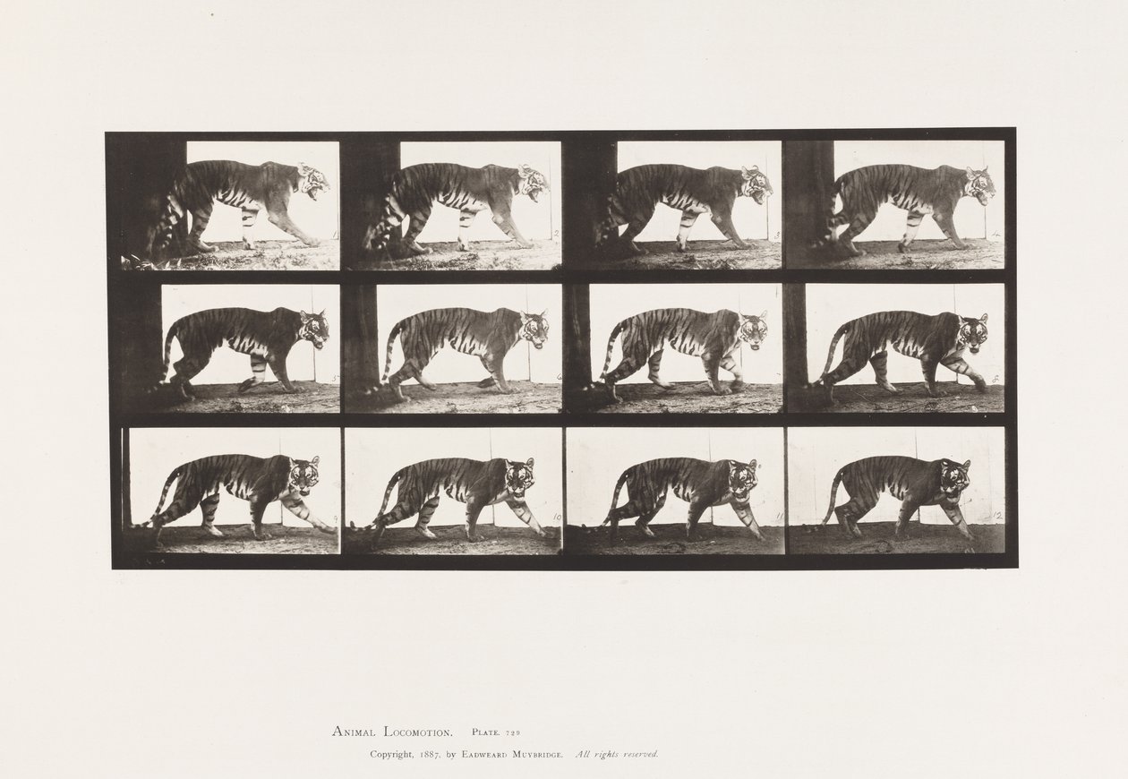 Plaka 729. Kaplan; Yürüme by Eadweard Muybridge