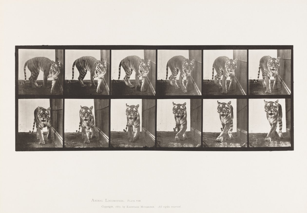 Plaka 730. Kaplan; Yürüme; Etrafında dönen by Eadweard Muybridge