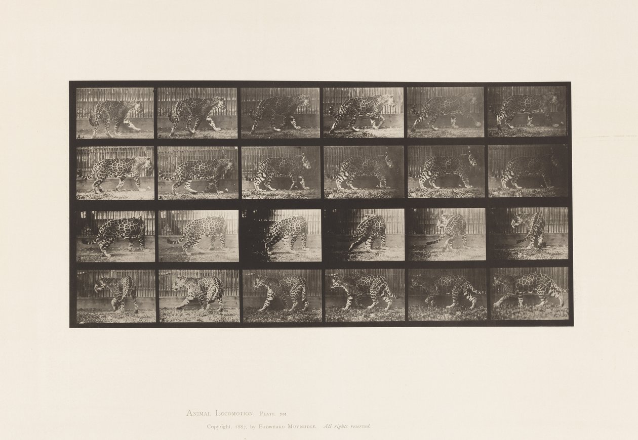 Plaka 731. Jakar; A, Yürüyüş; B, Dönmek by Eadweard Muybridge
