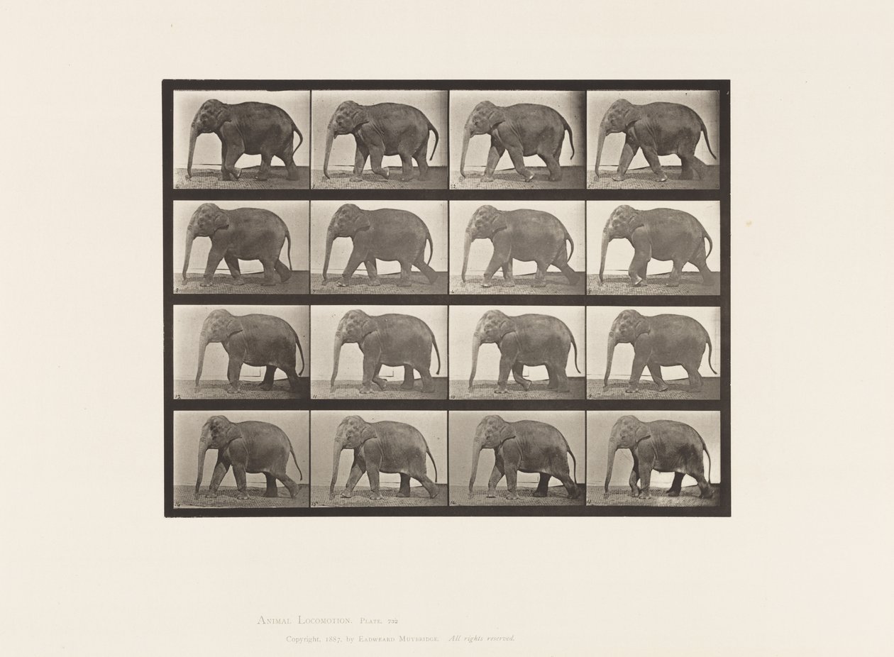 Plaka 732. Fil; Yürüme by Eadweard Muybridge