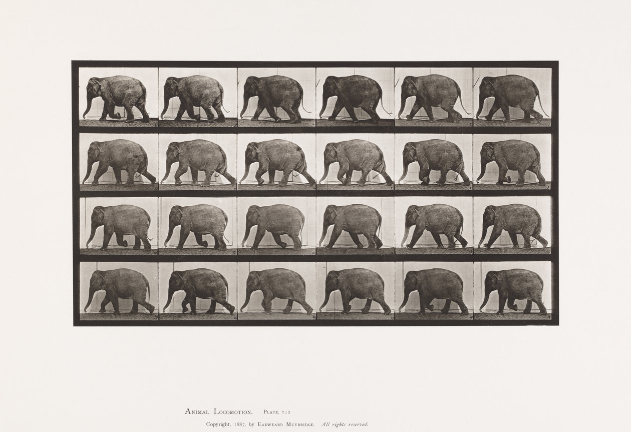 Plaka 733. Fil; Yürüme by Eadweard Muybridge