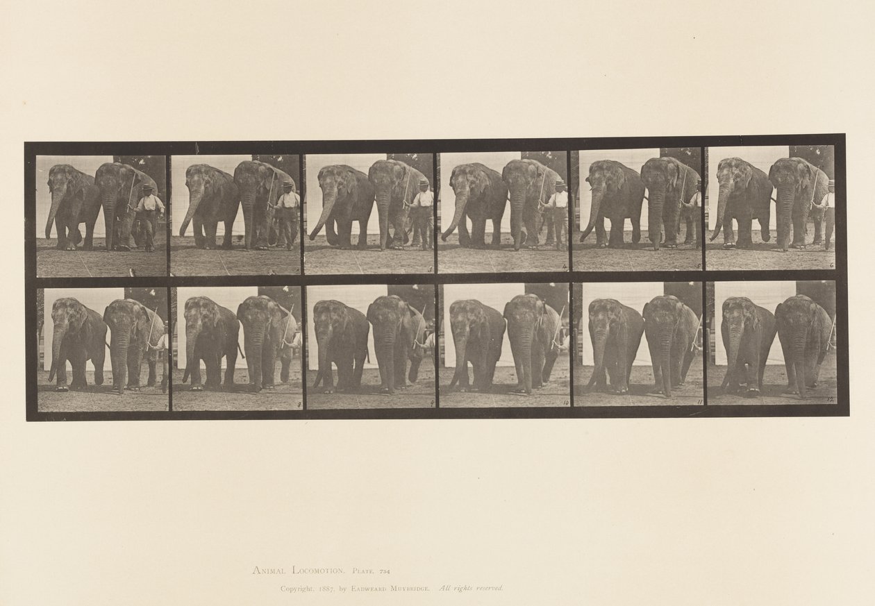 Levha 734. Filler; iki, yürüyüş by Eadweard Muybridge