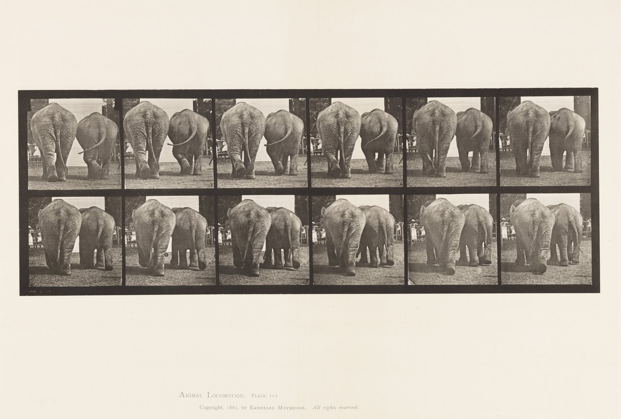 Levha 735. Filler; iki, yürüyüş by Eadweard Muybridge