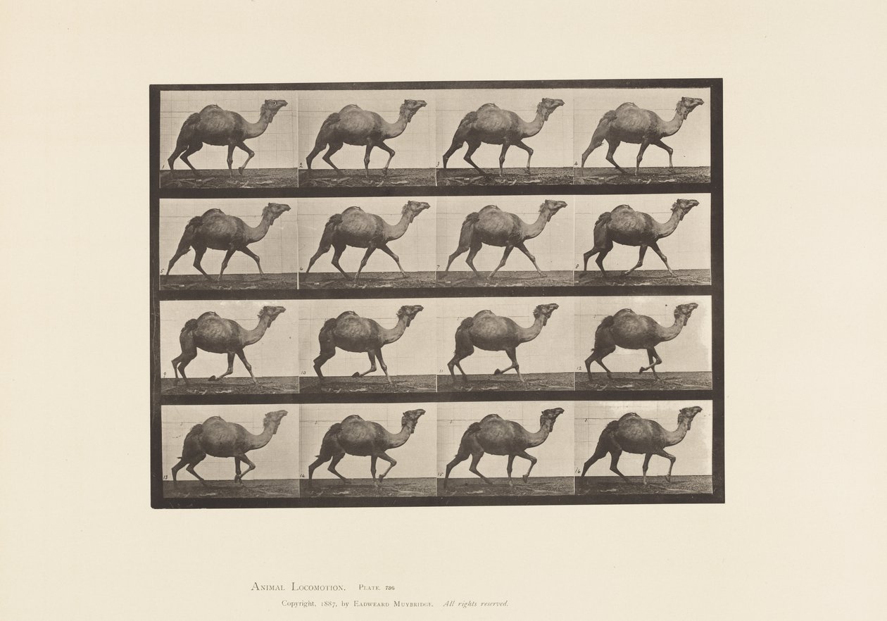 Plaka 736. Mısır Devesi; raf by Eadweard Muybridge