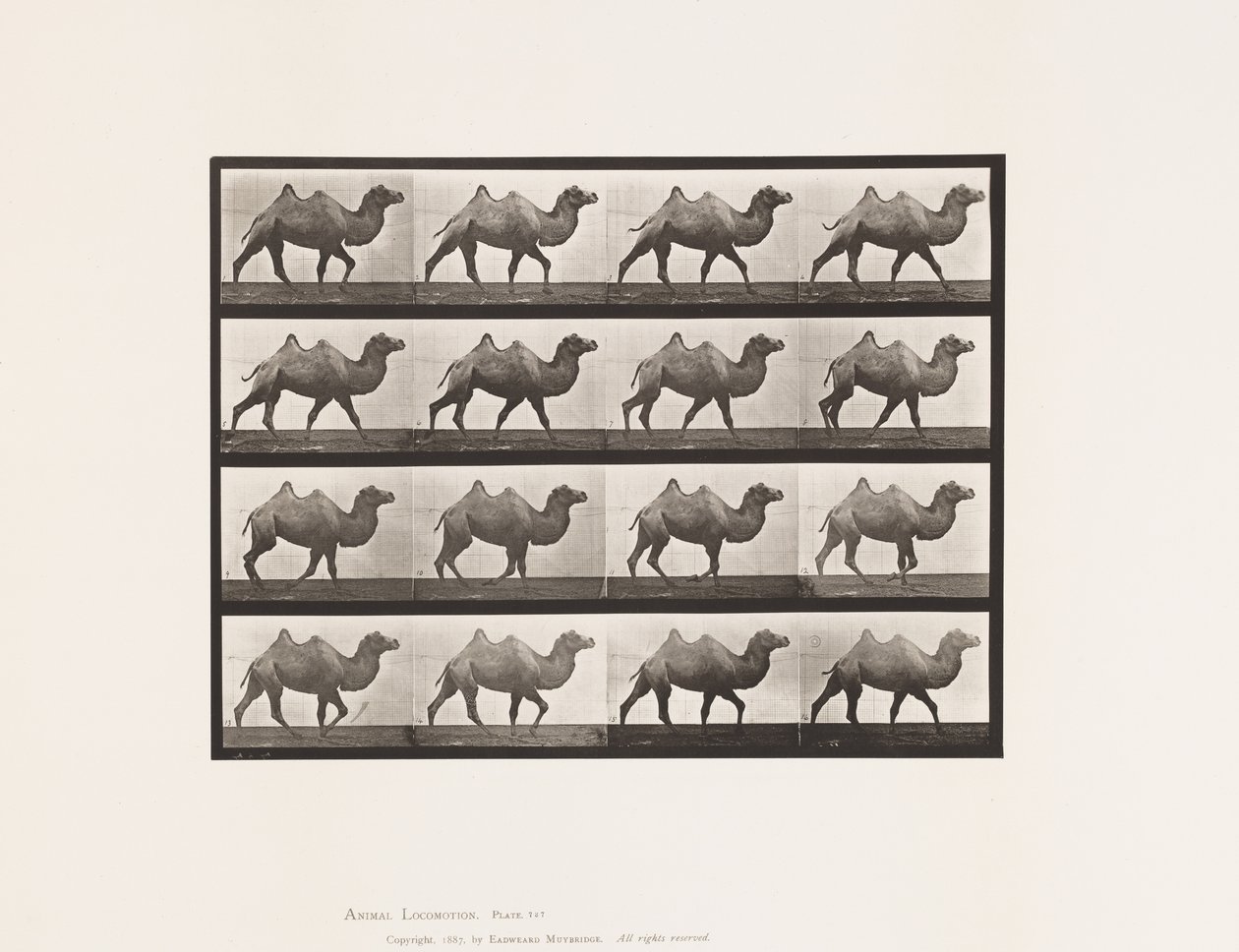 Plaka 737. Baktriya Devesi; Yürüme by Eadweard Muybridge