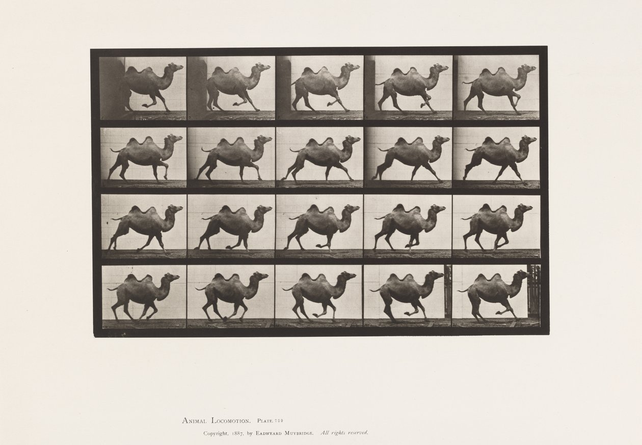Levha 739. Baktriya Devesi; dörtnala by Eadweard Muybridge