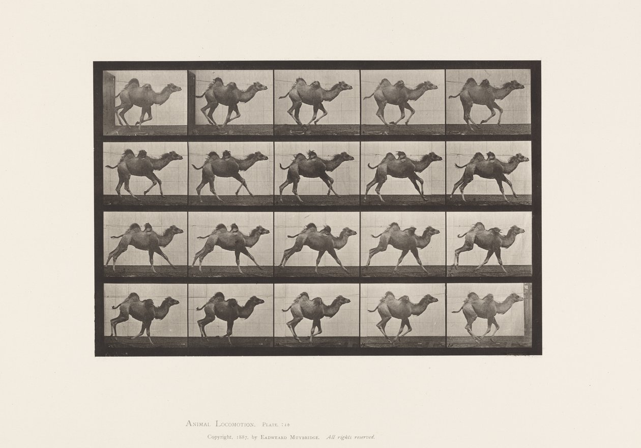 Plaka 740. Baktriya Devesi; (Genç), Dörtnala by Eadweard Muybridge