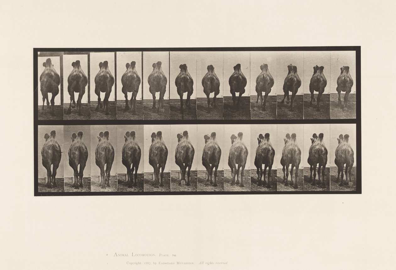 Levha 741. Baktriya Devesi; A, Yürüyüş; B, Raf by Eadweard Muybridge