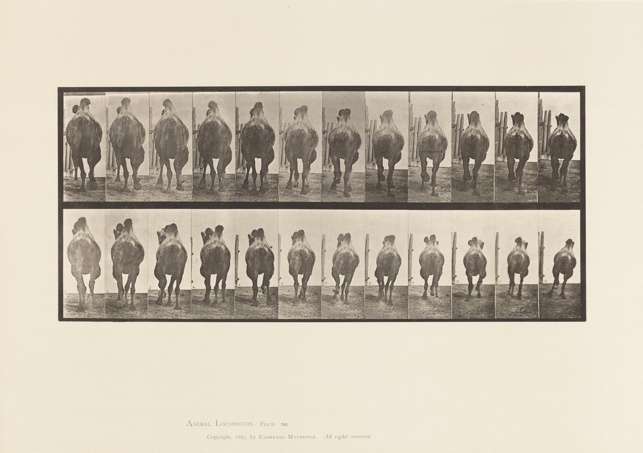 Levha 742. Baktriya Devesi; A, Raf; B, Dörtnala by Eadweard Muybridge