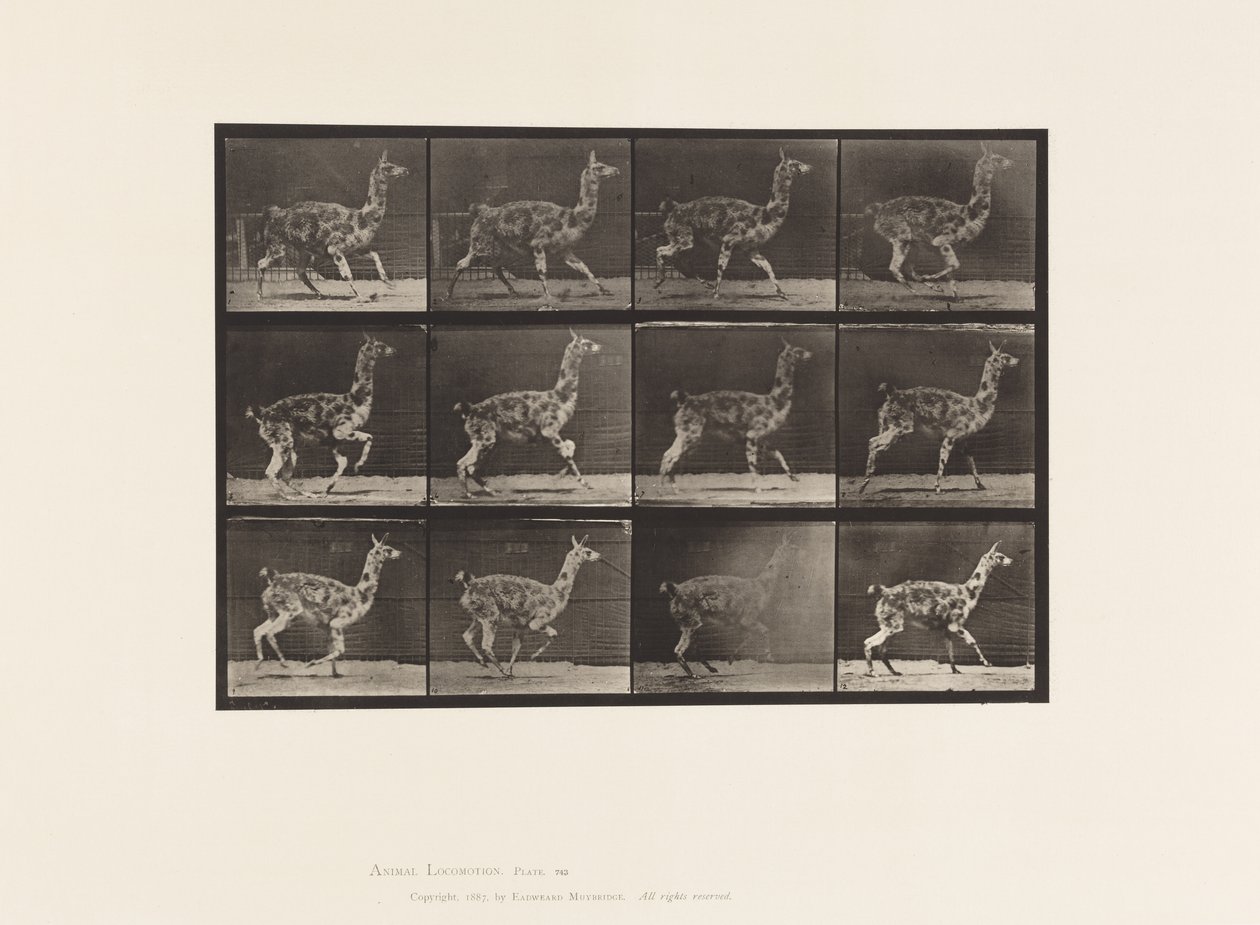 Plaka 743. Guanaco; dörtnala by Eadweard Muybridge