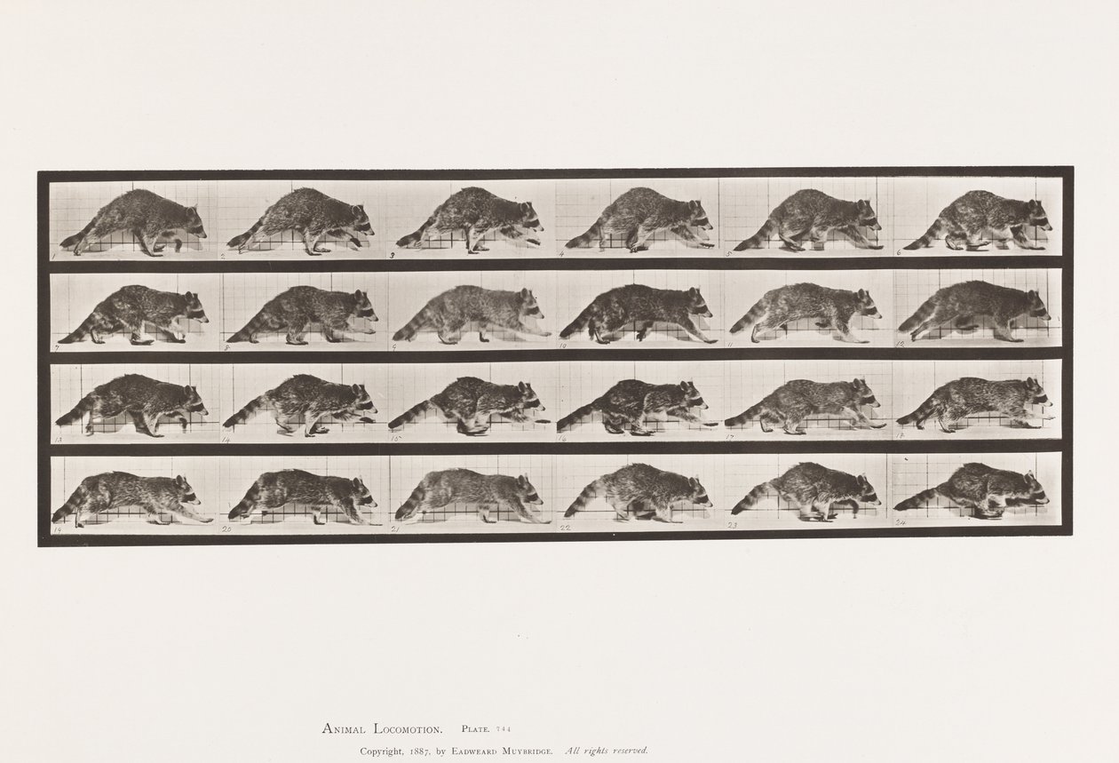 Plaka 744. Rakun; Yürüme; Dörtnala Değiştir by Eadweard Muybridge