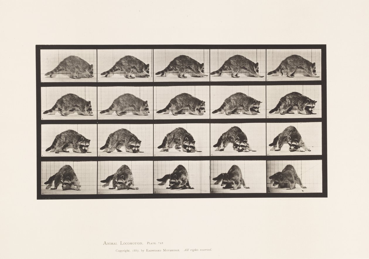 Plaka 745. Rakun; Yürüme; ve Etrafında Dönmek by Eadweard Muybridge