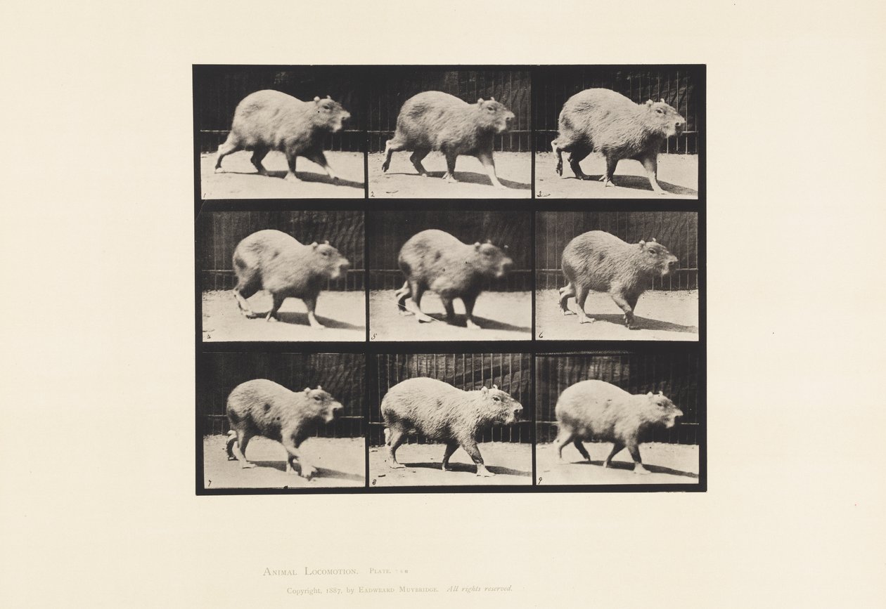 Plaka 746. Kapibara; Yürüme by Eadweard Muybridge