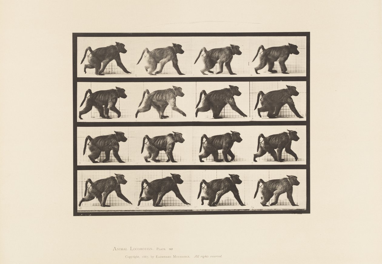 Plaka 747. Babun; All-Fours üzerinde yürümek by Eadweard Muybridge