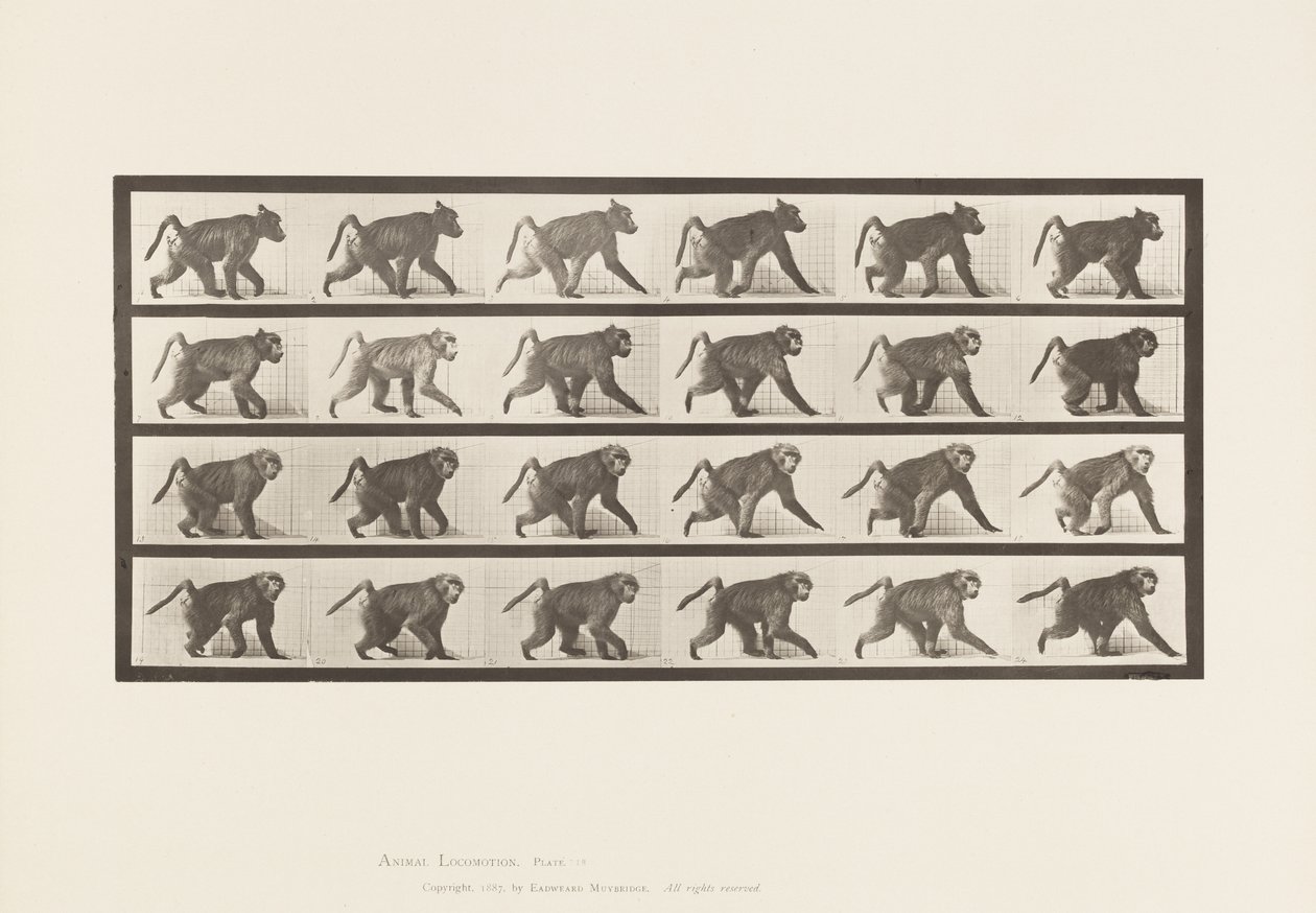 Plaka 748. Babun; All-Fours üzerinde yürümek by Eadweard Muybridge