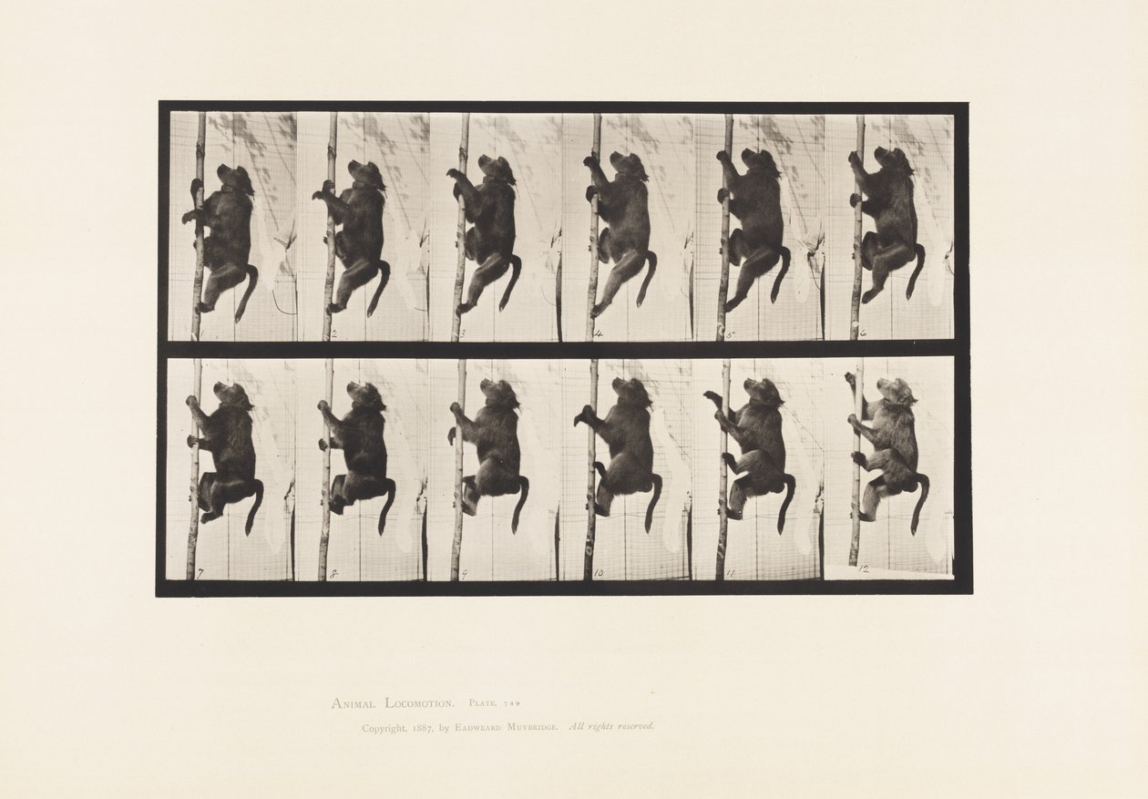 Plaka 749. Babun; Bir Direğe Tırmanmak by Eadweard Muybridge