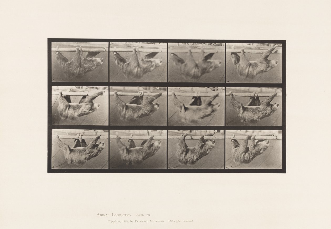 Plaka 750. Tembellik; Yürüyüş, Yatay Bir Direğe Asılmış by Eadweard Muybridge