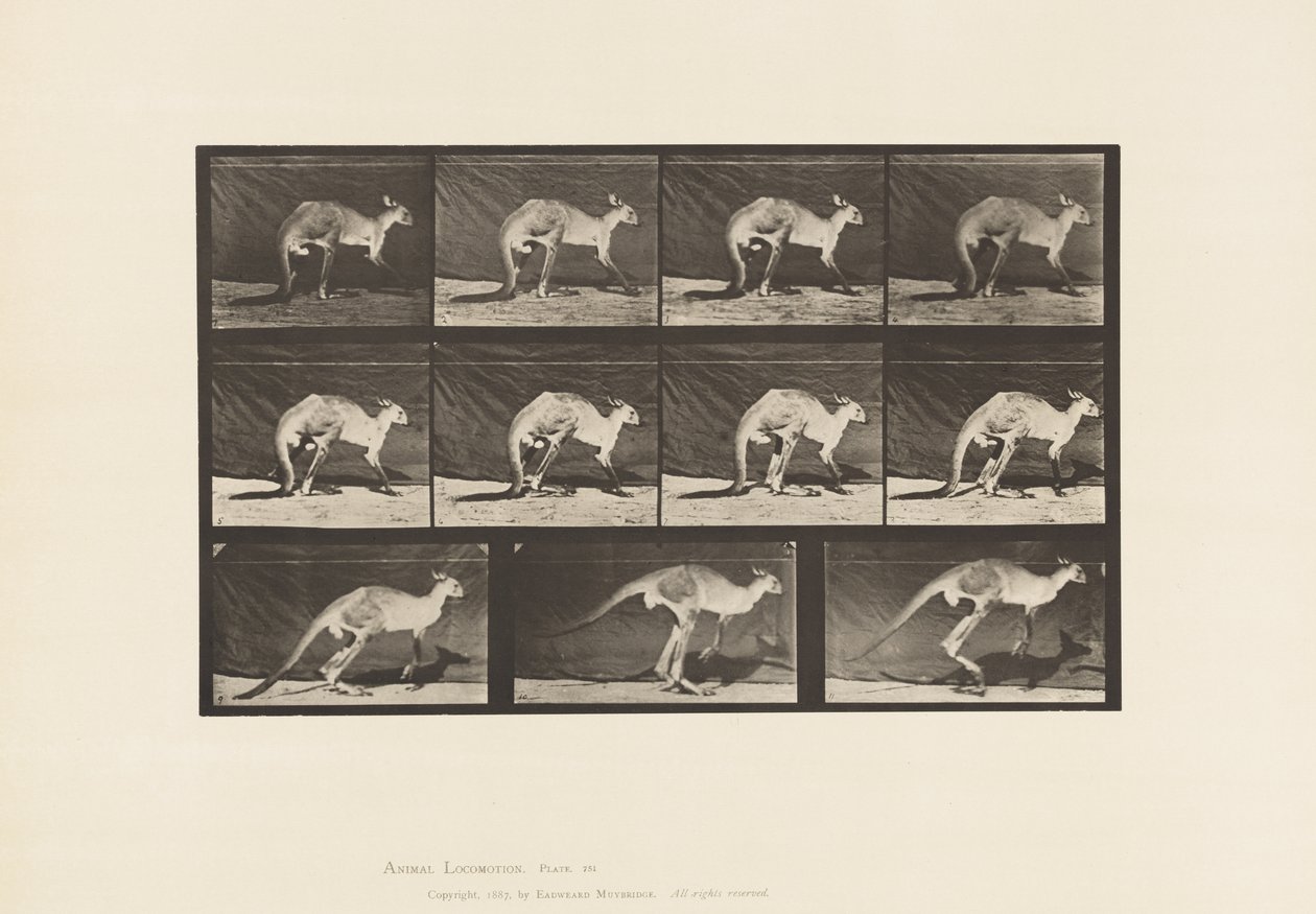 Plaka 751. Kanguru; All-Fours üzerinde yürümek; Zıplamaya Değiştir by Eadweard Muybridge