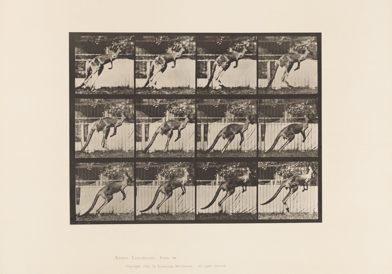Plaka 753. Kanguru; Atlama by Eadweard Muybridge