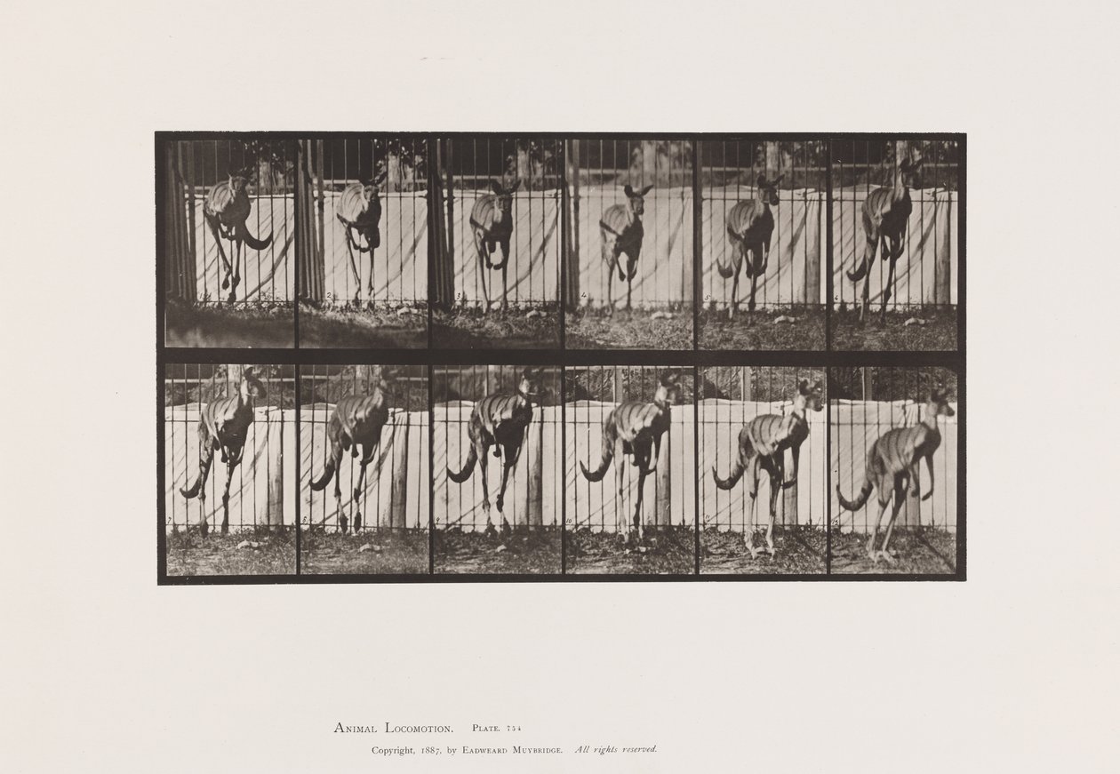 Plaka 754. Kanguru; Atlama by Eadweard Muybridge