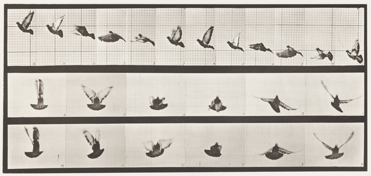 Plaka 755. Güvercin; Uçan by Eadweard Muybridge